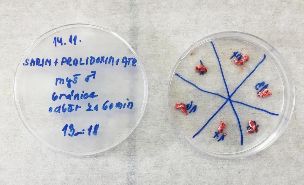 5.4.3 Stanovení aktivity cholinesteras v bránici Bránice myší všech sledovaných skupin byly uložené v laboratorním mrazicím boxu při teplotě -80 C (Obrázek 19).