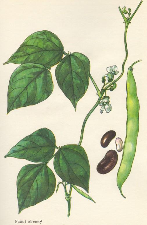 kultivace T-lymfocytů z periferní krve kultivace periferní krve v médiu s přídavkem phytohemaglutininu (PHA) = výtažek z fazolu obecného (Phaseolus vulgaris) - T-lymfocyty = zralé diferencované buňky