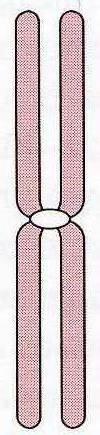 CHROMOSOMY V PRAXI schema chromosomu