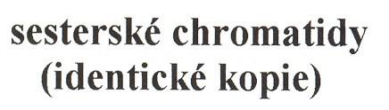 po celé délce telomerická oblast