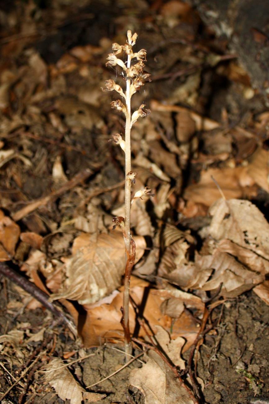 Foto 16: Hlístník hnízdák (Neottia nidus-avis/l.