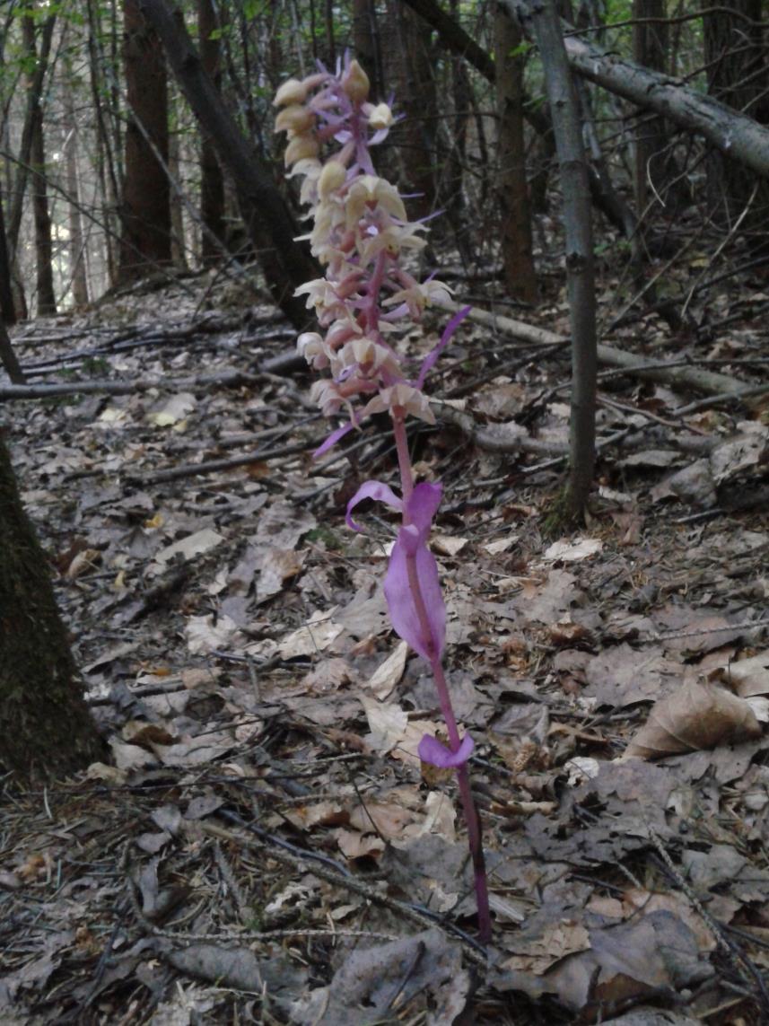 Foto 17: Kruštík modrofialový (Epipactis purpurata/sm.
