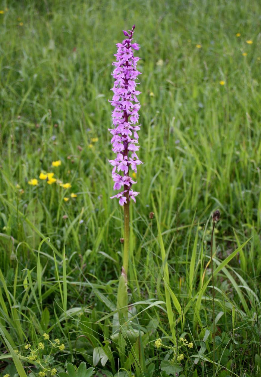 Foto 18: Vstavač mužský (Orchis mascula/mutel.