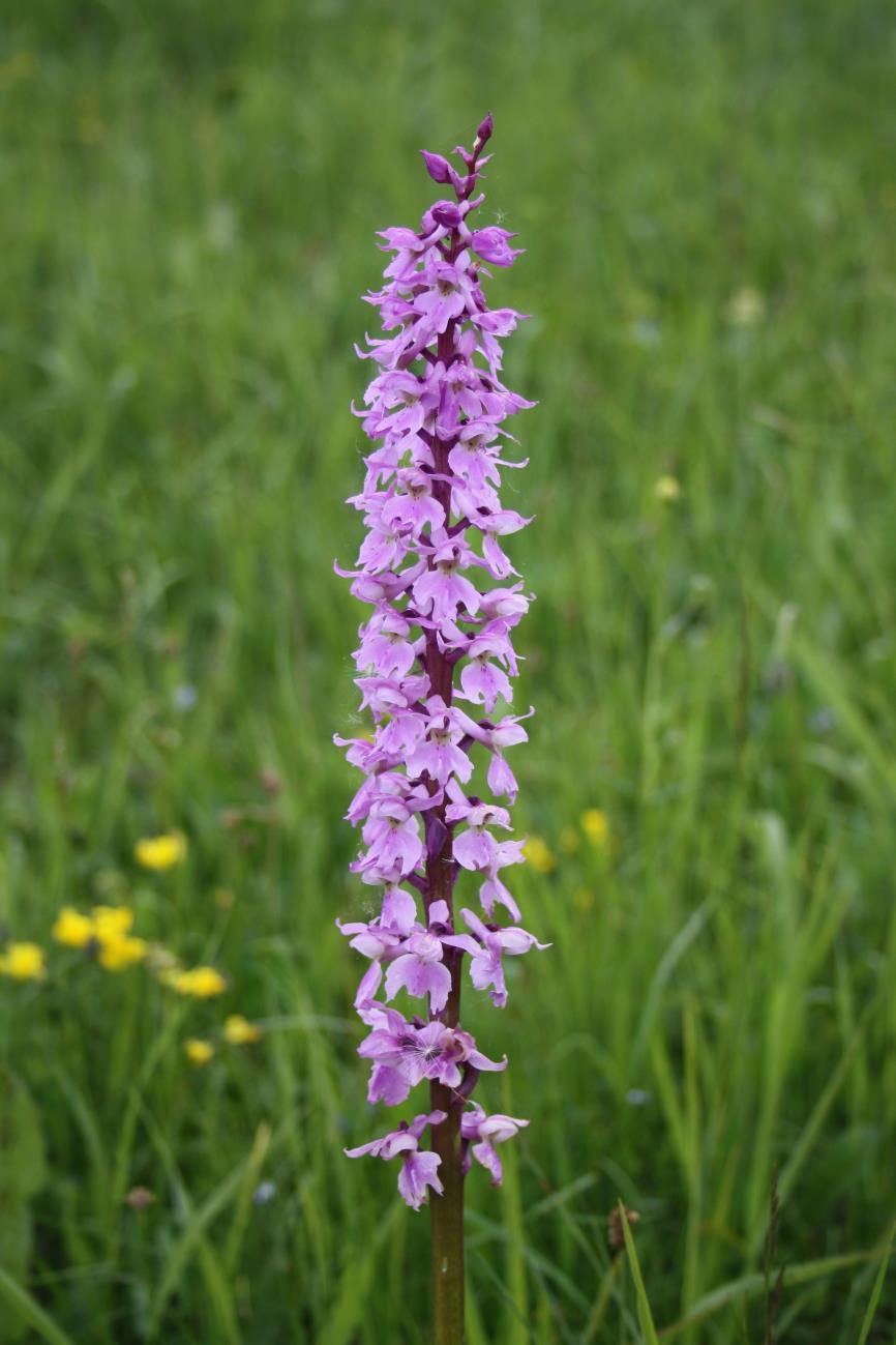Foto 19: Vstavač mužský (Orchis mascula/mutel.