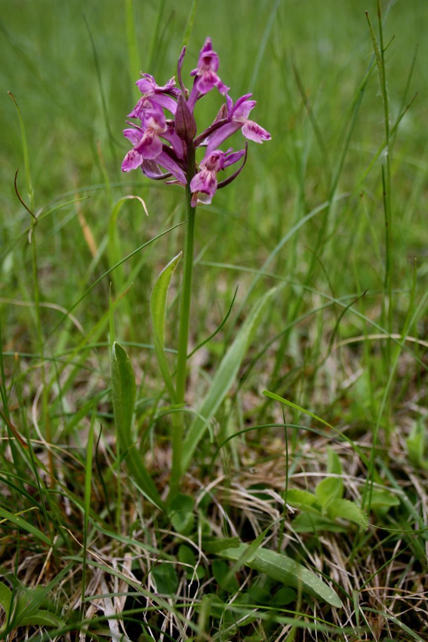 Foto 22: Vstavač kukačka (Orchis morio /L.