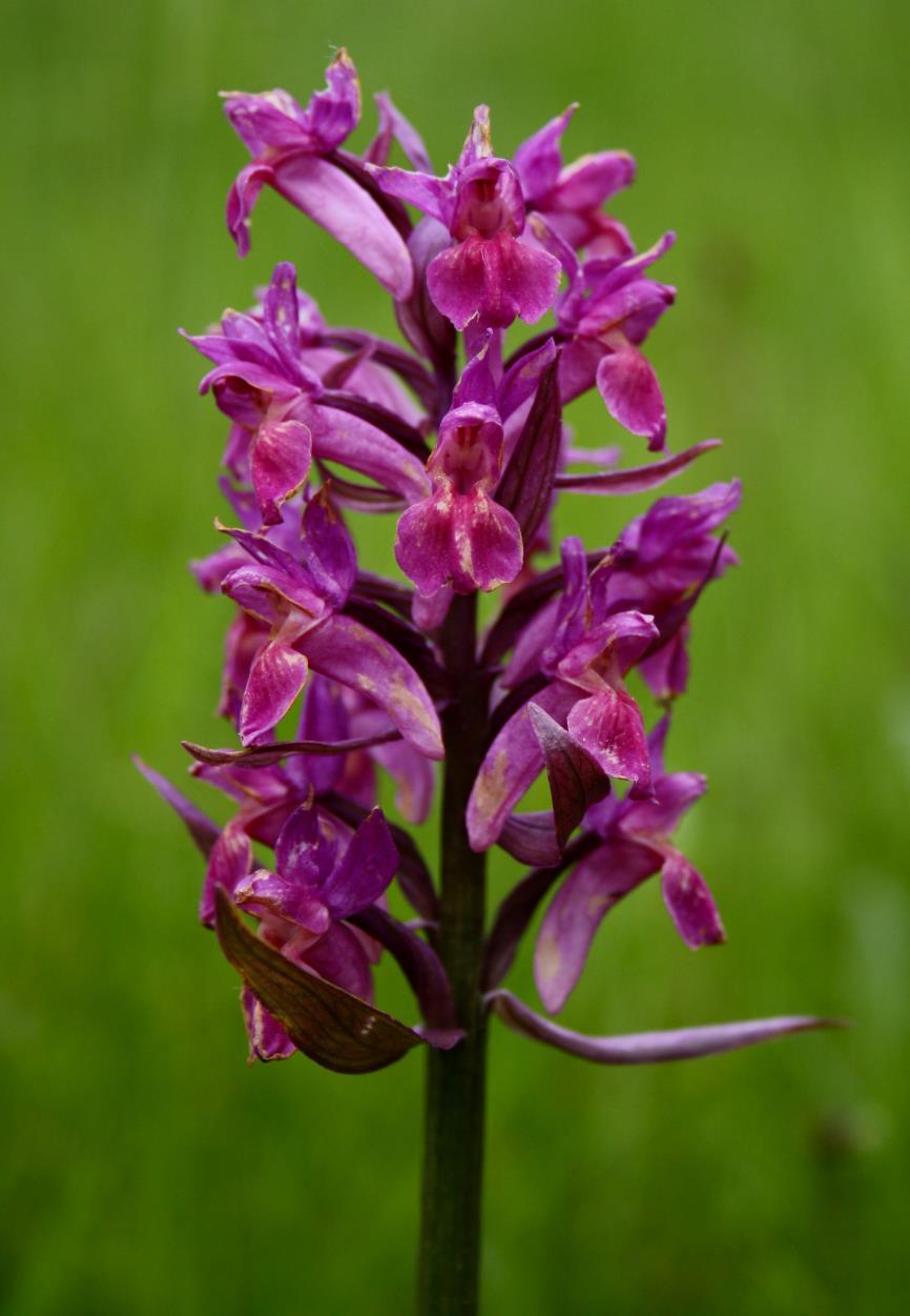 Foto 25: Prstnatec bezový fialová forma (Dactylorhiza sambucina) detail