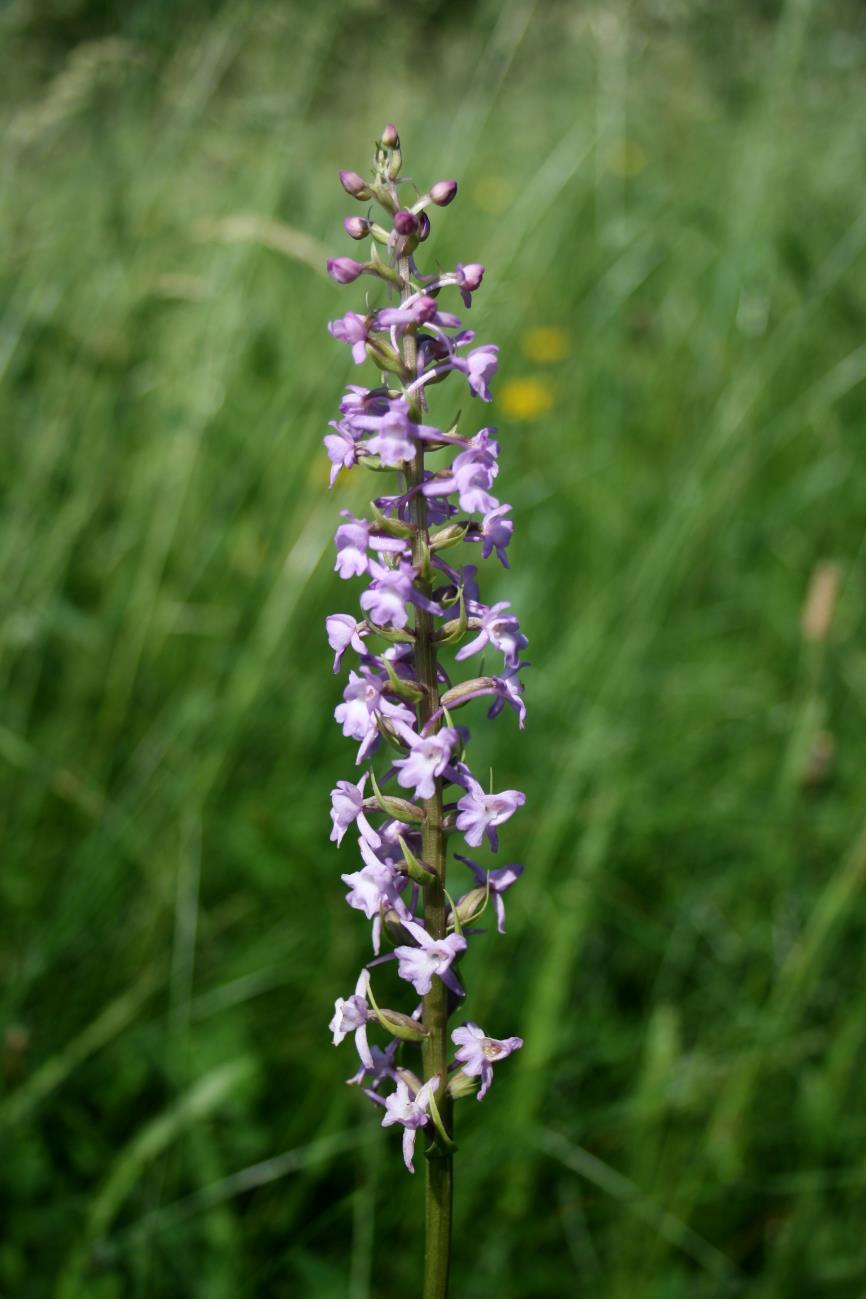 Foto 29: Pětiprstka žežulník (Gymnadenia conopsea/l.