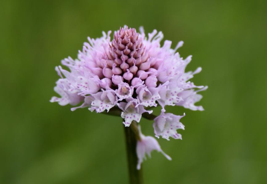 Foto 31: Hlavinka horská (Gymnadenia conopsea/l.