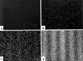 Interference elektronů Dopadající elektron zanechá stopu na stínítku Po dopadu dostatečného množství elektronů najdeme na stínítku interferenční maxima a minima Electron interference pattern after