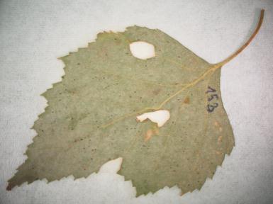 Phyllactinia guttata padlí bukové Tento polyfágní druh padlí byl determinován na dvou hostitelích. Mycelium narostlé zejména na spodní straně listu Betula pendula bylo řídké.