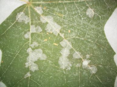 Obr. č. 9 Sawadaea bicornis (Foto: M. Hanková, 6. 2.