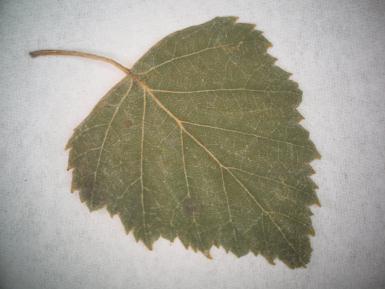 Determiniace: Metoda vlhké komůrky, mikroskopický rozbor. Napadené dřeviny: Betula pendula. Obr. č. 13 Asteroma microspermum (Foto: M. Hanková, 2. 11.