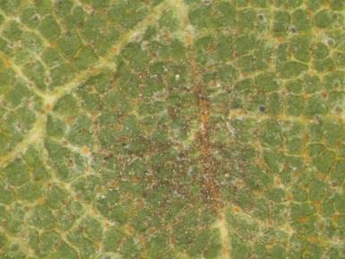 Asteroma pseudoplatani - listová skvrnitost javoru Velké hnědé nekrotické skvrny byly pozorovány na svrchní straně listu.