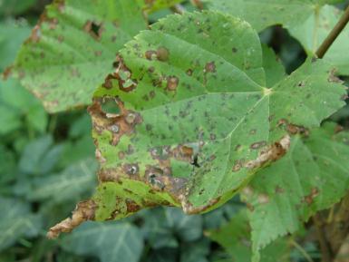 Napadené dřeviny: Tilia cordata, T. platyphyllos. Obr. č. 16 Cercospora microsora vlevo a Didymosphaeria petrakiana - vpravo (Foto: D.