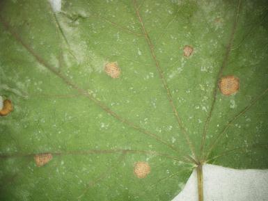 Determiniace: Metoda vlhké komůrky, mikroskopický rozbor. Napadené dřeviny: campestre, A. platanoides. Obr. č. 17 Diplodina acerina (Foto: M. Hanková, 2. 11.