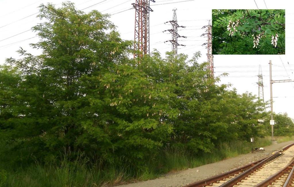 4 VÝSLEDKY Obr. 4 Vegetace svazu Balloto nigrae-robinion, zdroj: autor 3a Svaz Malvion neglectae Označení i klasifikace této vegetační jednotky se v použité literatuře shoduje.