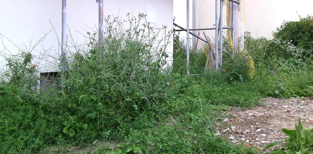 4 VÝSLEDKY svazů Onopordion acanthii, Dauco-Melilotion a Arction lappae (KOPECKÝ et HEJNÝ 1992). Jedná se o velmi často zastoupené vegetační jednotky na celém mapovaném území.