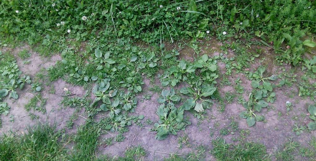 4 VÝSLEDKY Zde je obvykle vysoká pokryvnost druhu Lolium perenne, půda bývá nejčastěji hlinitá.