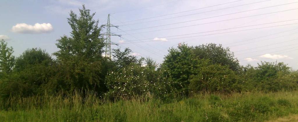 4 VÝSLEDKY 9b porosty s dominancí Betula pendula, Salix caprea Dominantu porostů tvoří druh Salix capreae v keřové nebo stromové formě.