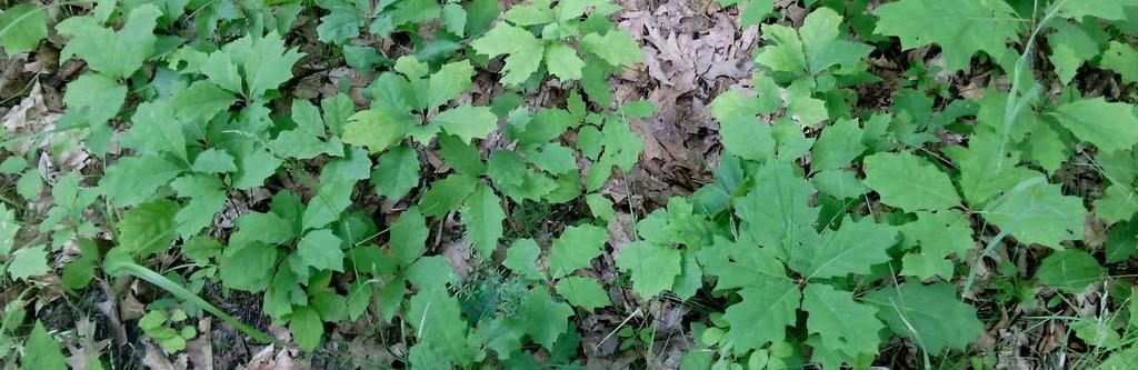 4 VÝSLEDKY Lycium barbarum kustovnice cizí Druh, který náleží do čeledi Solanaceae, byl zaznamenán v mapovém listu Stříbro 0-4/1.