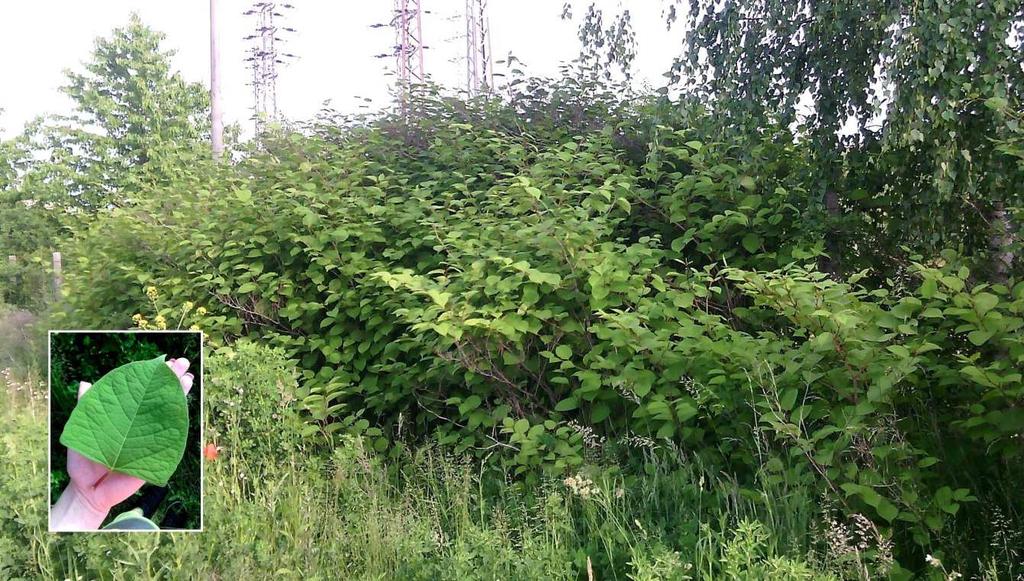 4 VÝSLEDKY Obr. 18 Reynoutria japonica, zdroj: autor Robinia pseudacacia trnovník akát Tento vysoce a agresivně invazní druh hodnotím na celém území jako druh četný.