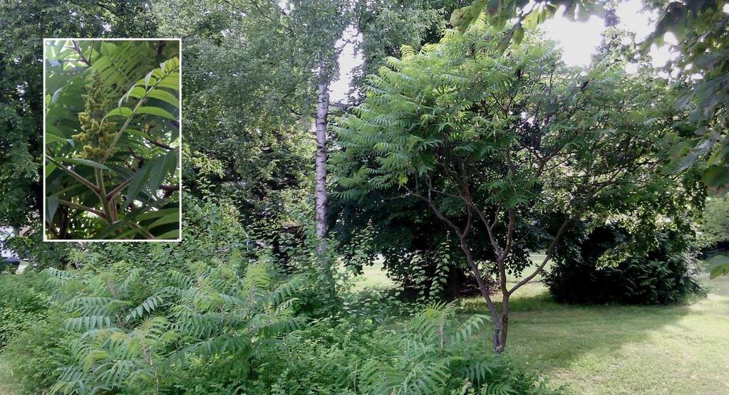4 VÝSLEDKY Obr. 19 Rhus typhina, zdroj: autor Sedum hispanicum rozchodník španělský Tento invazní druh byl na území nalezen v mapovém listu Stříbro 1-4/2.