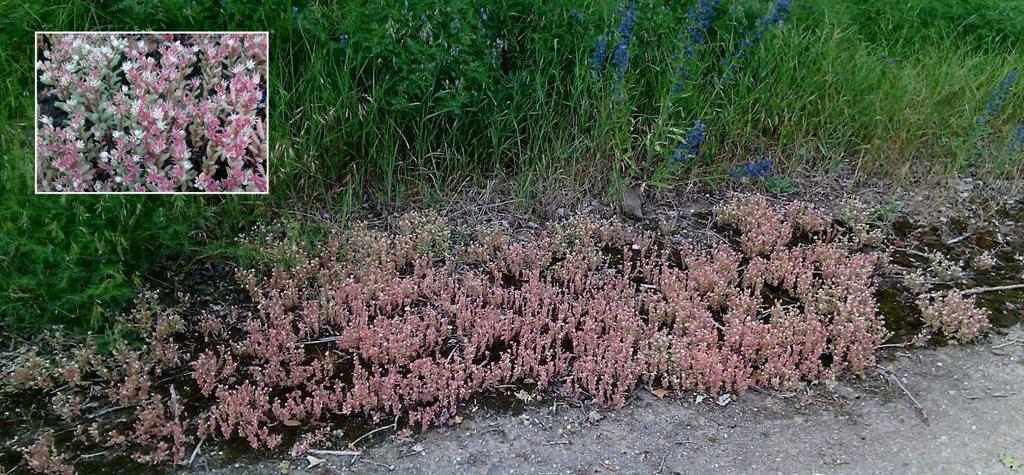 4 VÝSLEDKY Obr. 20 Sedum hispanicum, (zdroj: autor) Solidago canadensis zlatobýl kanadský Rychle se šířící západní invazní bylina z čeledi Asteraceae se v Plzni Křimicích vyskytuje zřídka.