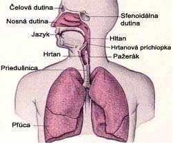 Dýchaciu sústavu tvoria : horné dýchacie cesty nos, nosová dutina,