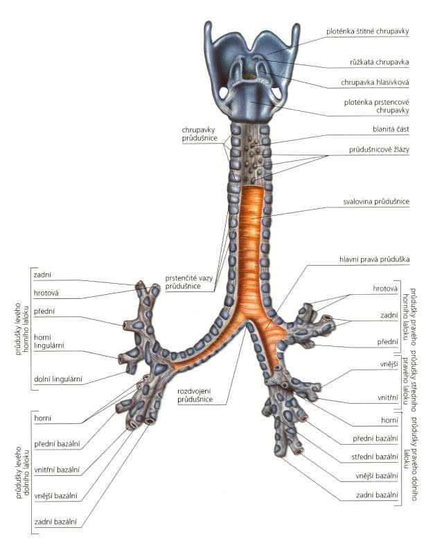 Priedušnica Je to trubica vystužená chrupkovými prstencami, ktoré majú tvar písmena C Je dlhá 9 15 cm Priedušky Podobná stavba ako priedušnica Vo väzive sú hladké svaly môžu meniť