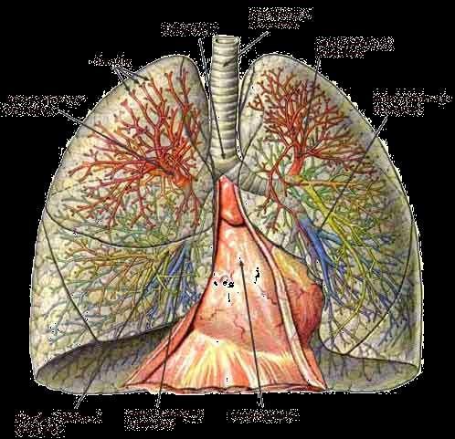 Pľúcne mechúriky (alveoly) sú