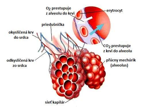 tvorené jednou vrstvou plochých