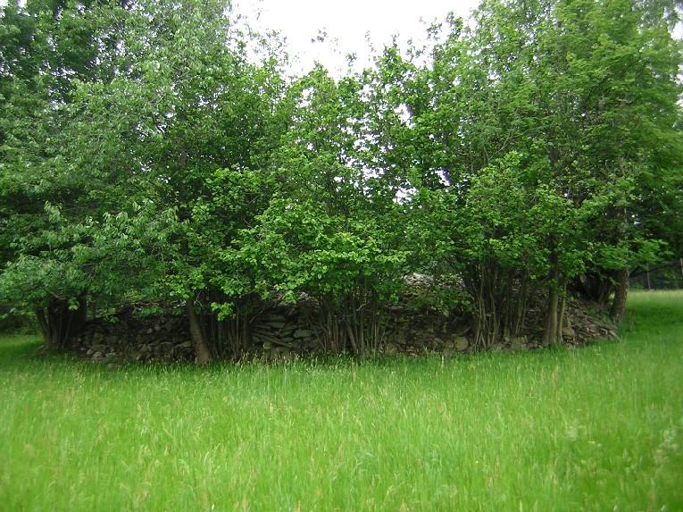 DAPHNE ČR Skupiny dřevin Skupina dřevin je z větší části ohraničená plochou zemědělské půdy, většinou