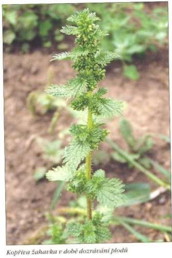 Kopřiva žahavka Urtica urens L. Jursík et al.