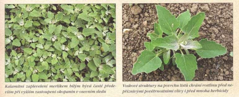 Merlík bílý Chenopodium album L. - Dnes rozšířen po celém světě, původně z v.