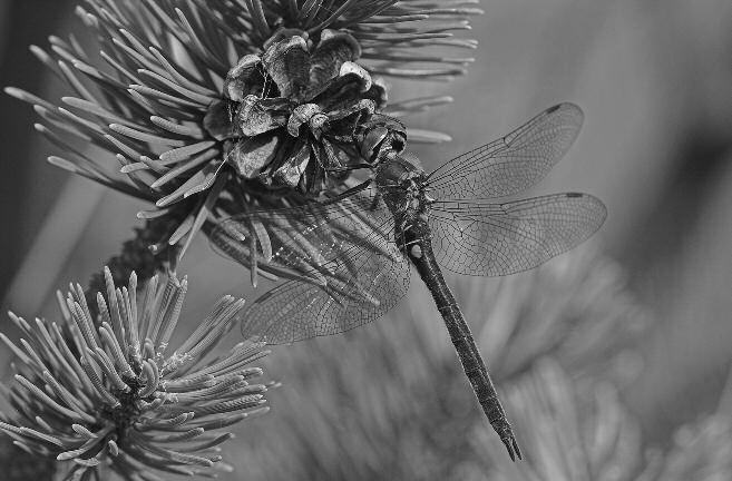 Lesklice severská (Somatochlora arctica) Vážka tmavá (Sympetrum danae) je dalším běžným druhem jizerskohorských rašelinišť; dospělci létají od července do září a s oblibou usedají na suché rostliny a