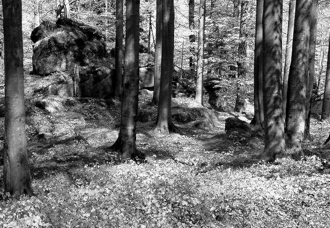 Přírodě blízké bučiny v oblasti Oldřichova v Hájích Foto archiv Správa CHKO Jizerské hory v přírodě blízkých lesích prováděl měření a ověřoval si své názory na konkurenční vztahy a nároky dřevin ve