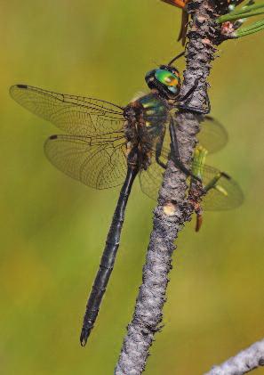 (Sympetrum danae) Lesklice