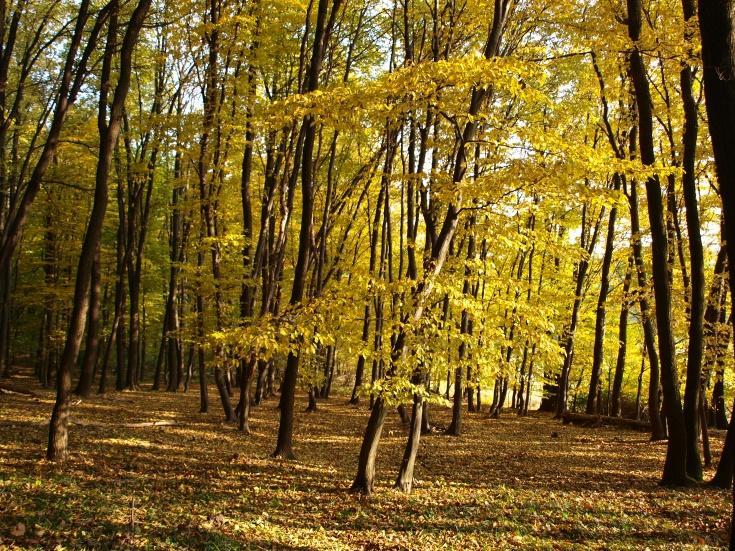 V tůňkách či v jezírku se vyskytuje řada chráněných druhů obojživelníků - čolek obecný (Triturus vulgaris), čolek velký (Triturus cristatus), čolek horský (Triturus alpestris), kuňka žlutobřichá