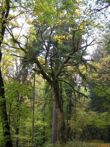 1.6.8.2. Soustava Natura 2000 EVL Ondřejovsko (CZ0720190) (k.ú. Lukoveček) Lesní celek v JZ části Hostýnských vrchů, na svazích údolí potoka Ráztoka.