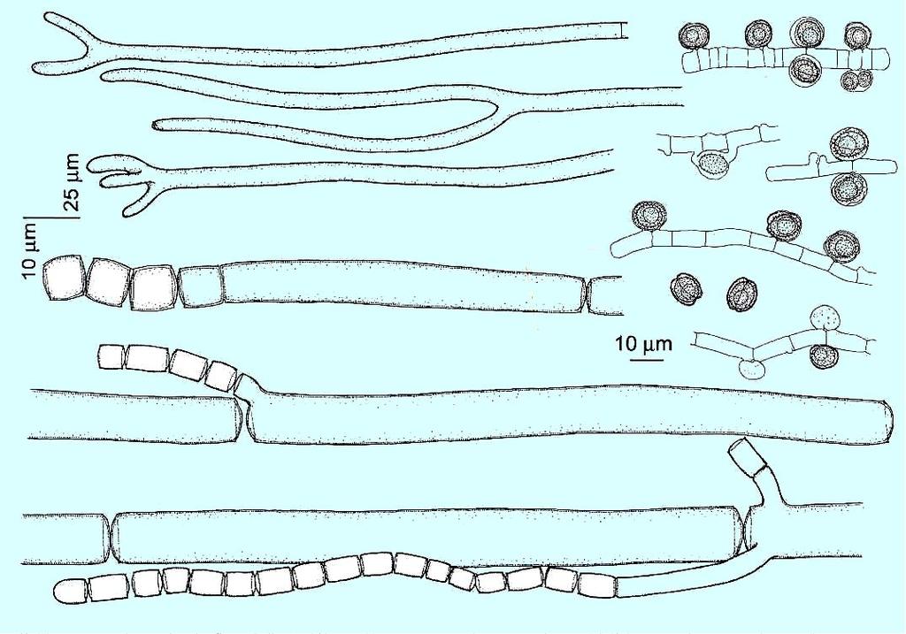 Geotrichum candidum tvorba vřecek s jednou askosporou