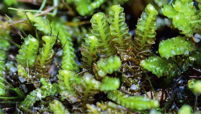 Anastrophyllum michauxii is a species with a very typical plant habitus and purple gemmae, known from so-called 'sandstone towns'; Český ráj, Sedmihorky village, 3 November 2015. Photo by Š.