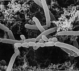 Při zrání žitných kvasů a těst probíhá mnoho biochemických a fyzikálních procesů. Výsledkem těchto procesů je nakypření těsta a jeho správná struktura.