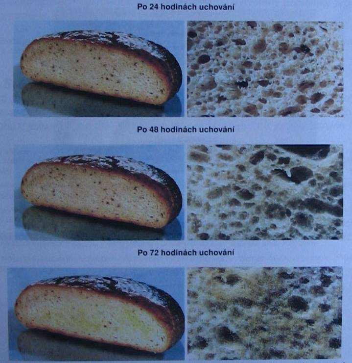 Obr.6 Růst mikromycetů po experimentální kontaminaci chleba sporami Aspergillus flavus ( Malíř, Ostrý a kol., 2003 ) ( Pozn.