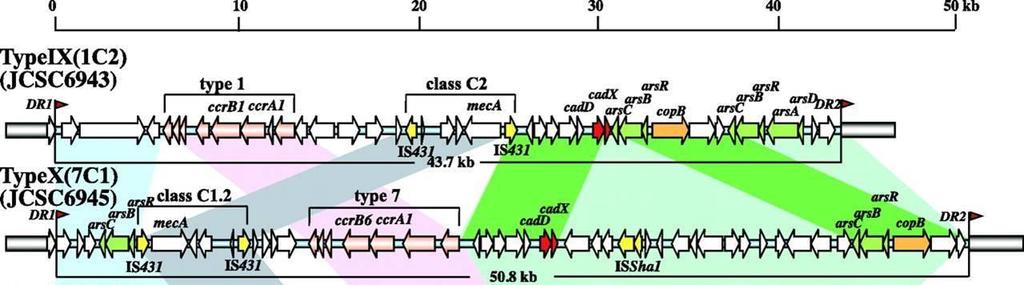 Obr.3 Struktura SCCmec typu IX a X (převzato z Li et al., 2011). Růžově jsou vyznačeny ccr komplexy, tmavě modře mec komplexy, zbývající části jsou J oblasti (J3-J1).