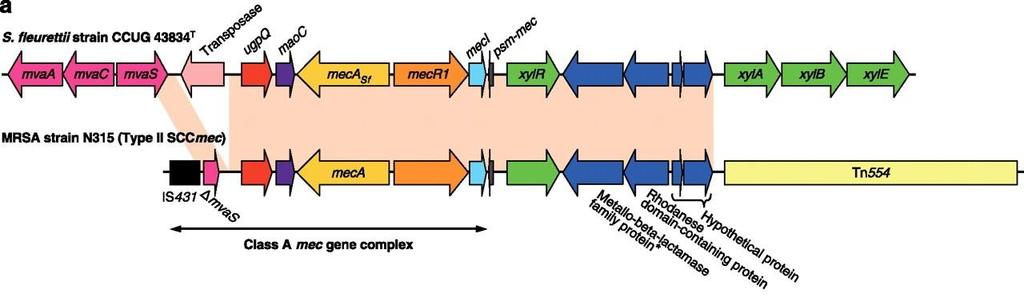 uspořádán do mec komplexu a celý komplex je ohraničen IS431 elementy, má tak strukturu kompozitního transpozonu. Tento homolog meca dosahoval 99% shody nukleotidové sekvence s meca z MRSA (Wu et al.