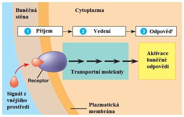 3. Literární úvod Fotomorfogenetické procesy rostlin probíhají ve třech krocích (Obr. 1): 1. Fotorecepce: příjem světelného signálu absorbce fotonu recepční molekulou fotosenzorem. 2.