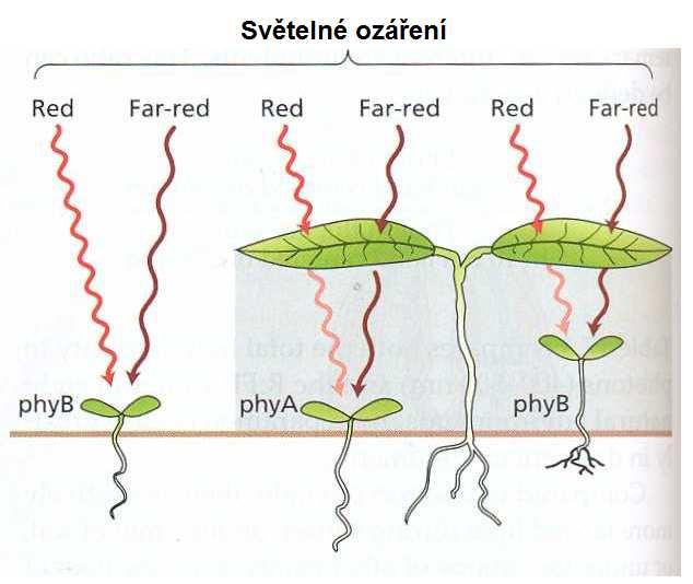 ostatní vegetací stíněna.