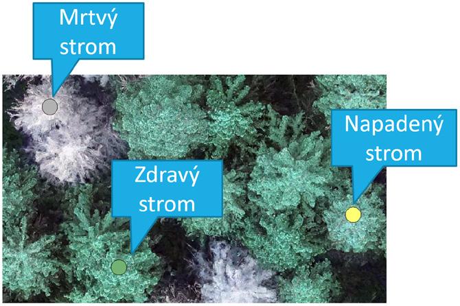 Autonomní program snímky následně vyhodnotí a uživateli podá jasnou informaci, které stromy by bylo vhodné preventivně vytěžit, a zamezit tak dalšímu šíření kůrovcové