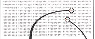 DNA čipy