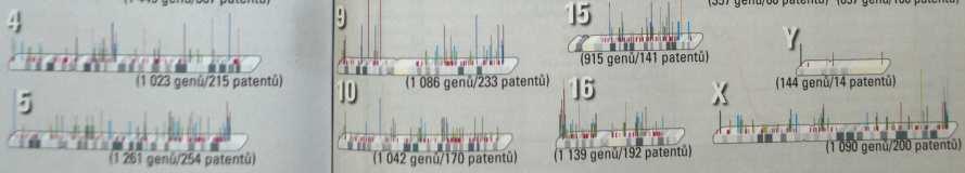 geny, izolované úseky DNA samostatně